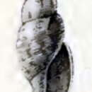 Image of Daphnella xylois Melvill & Standen 1901