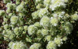 Image of Mastic Thyme