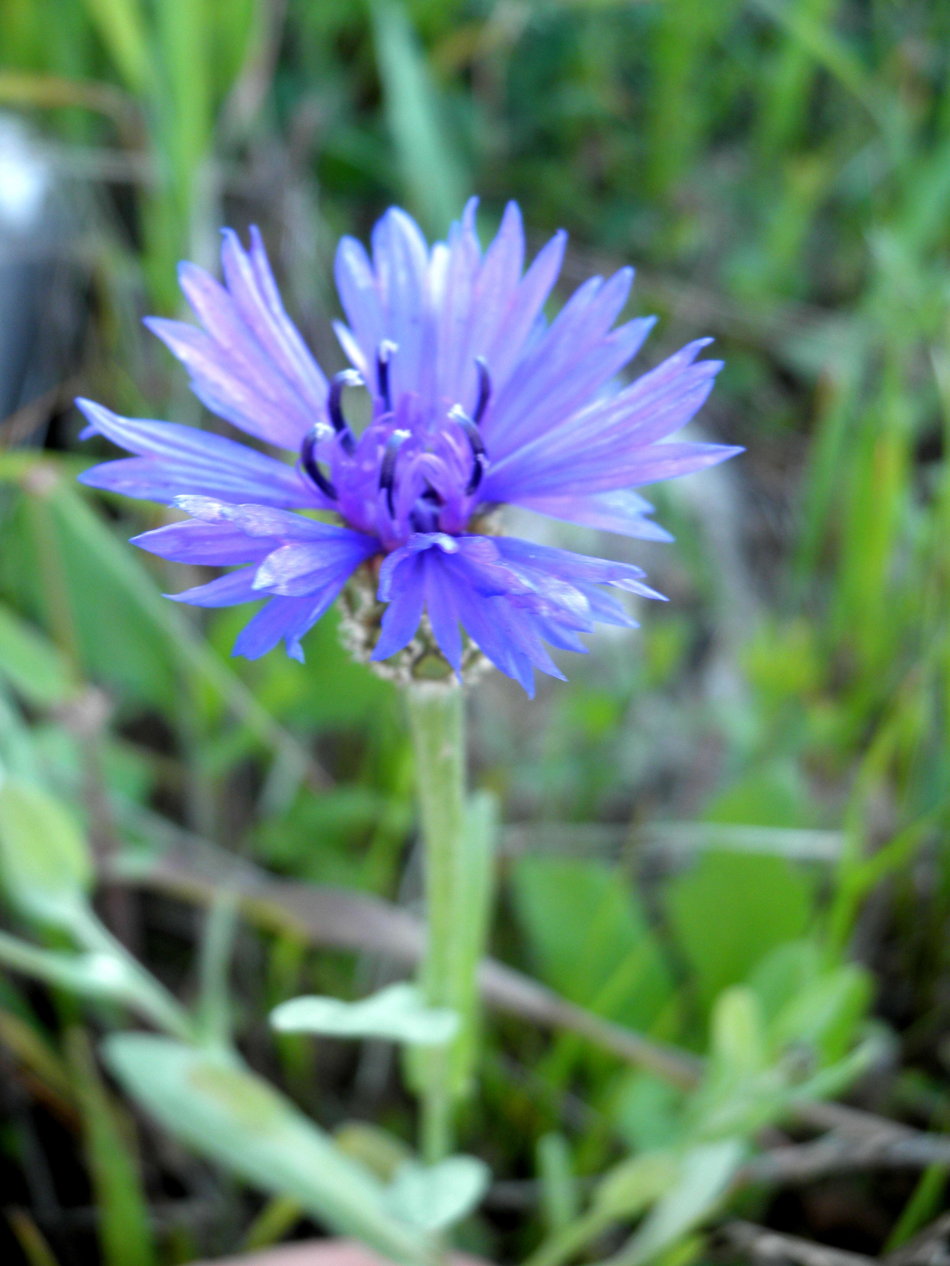 Image of Centaurea cyanoides Berggren & Wahlenb.