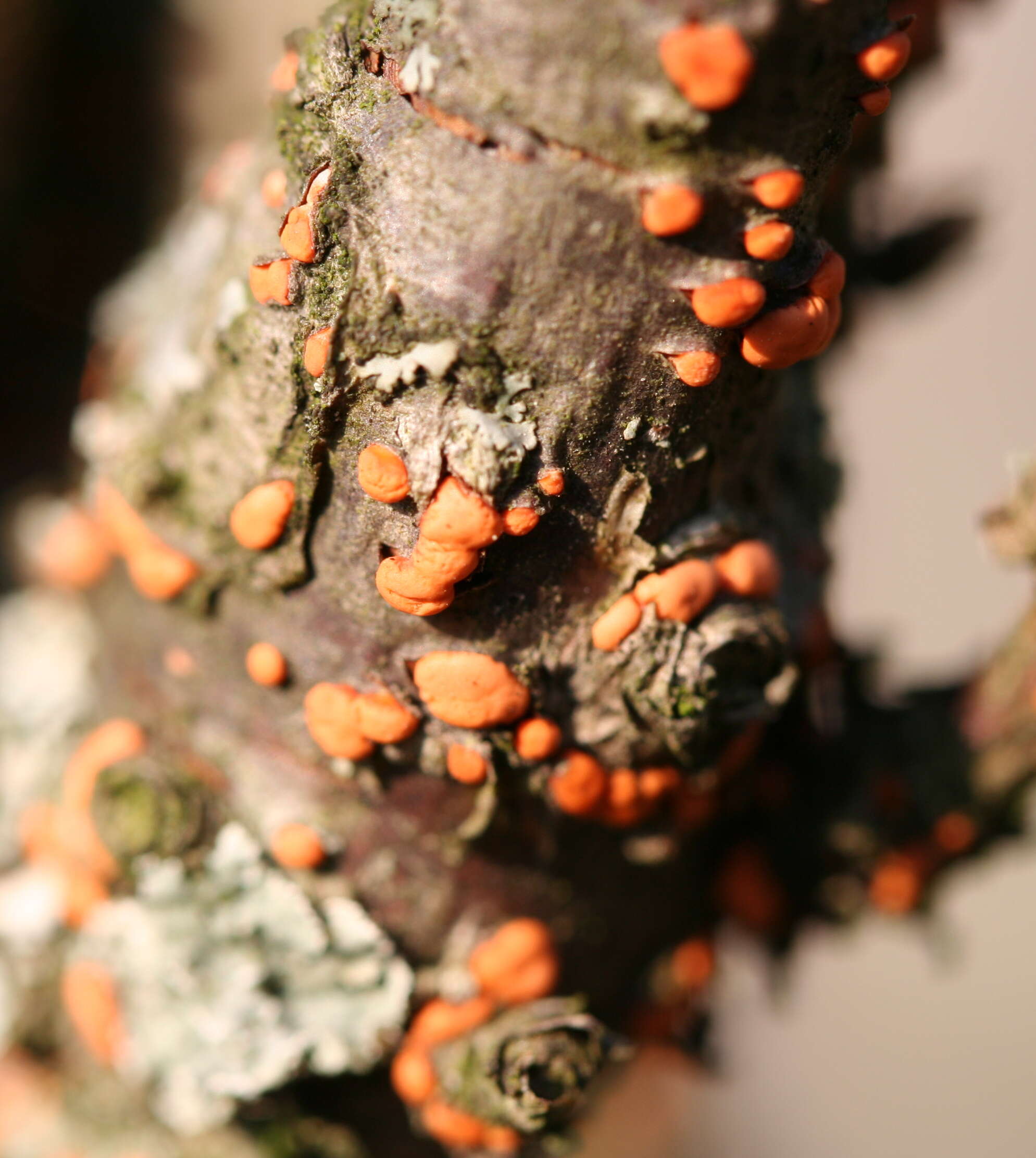 Image of Nectria cinnabarina (Tode) Fr. 1849