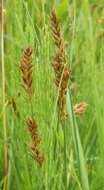 Image of Flat-sedge