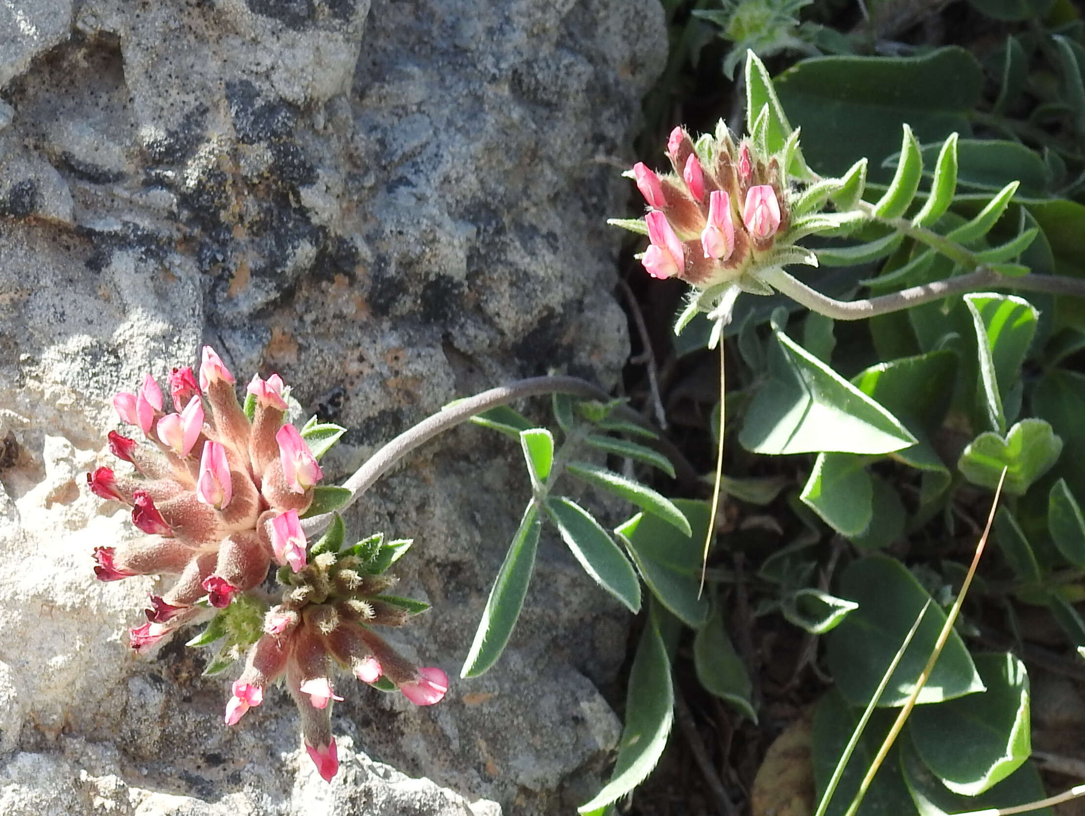 Слика од Anthyllis vulneraria L.