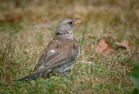 Image of Fieldfare