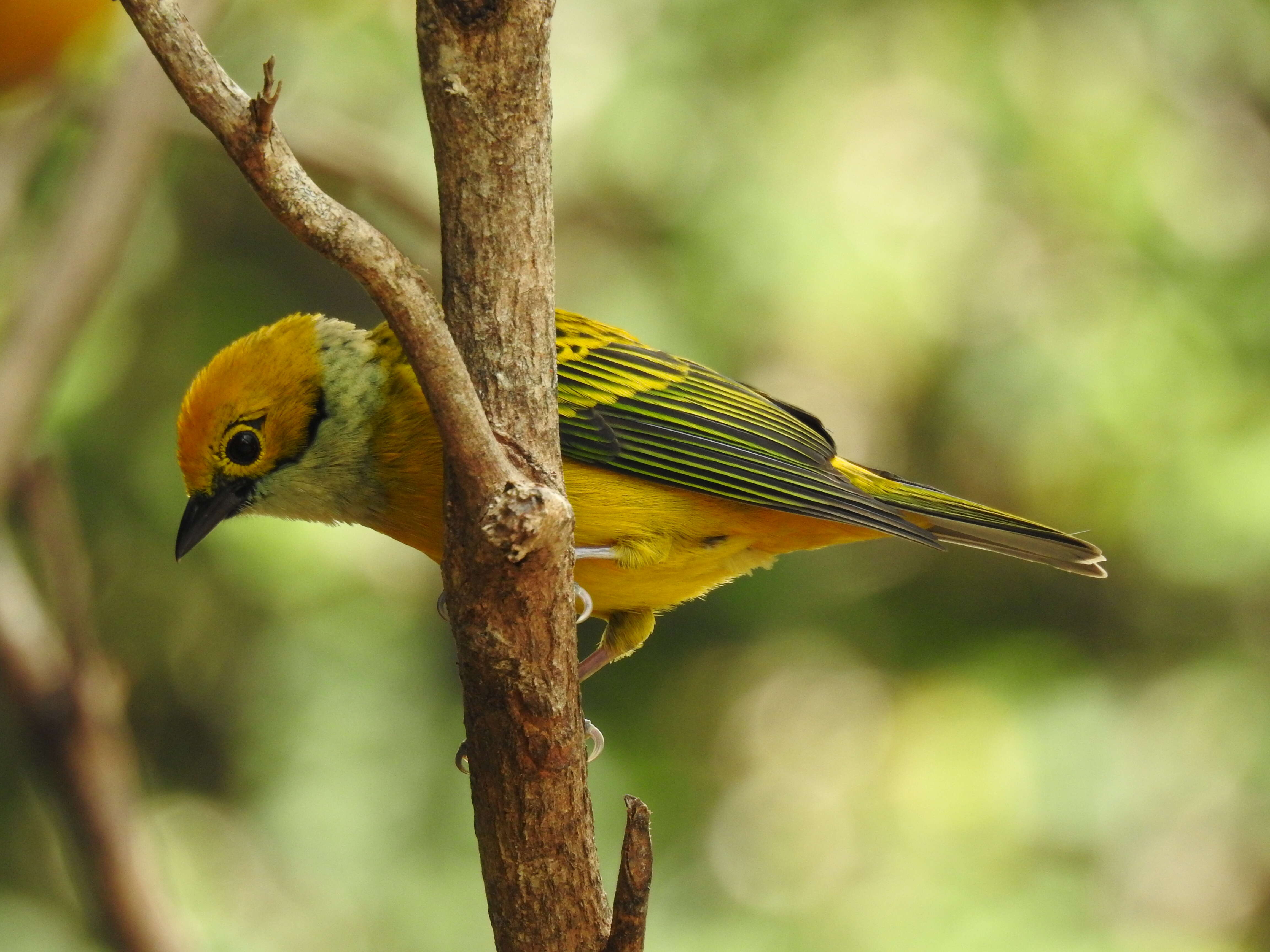 Image of Silver-throated Tanager