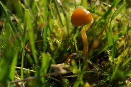 Image of Galerina graminea (Velen.) Kühner 1935