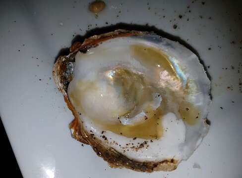 Image of Chilean Oyster