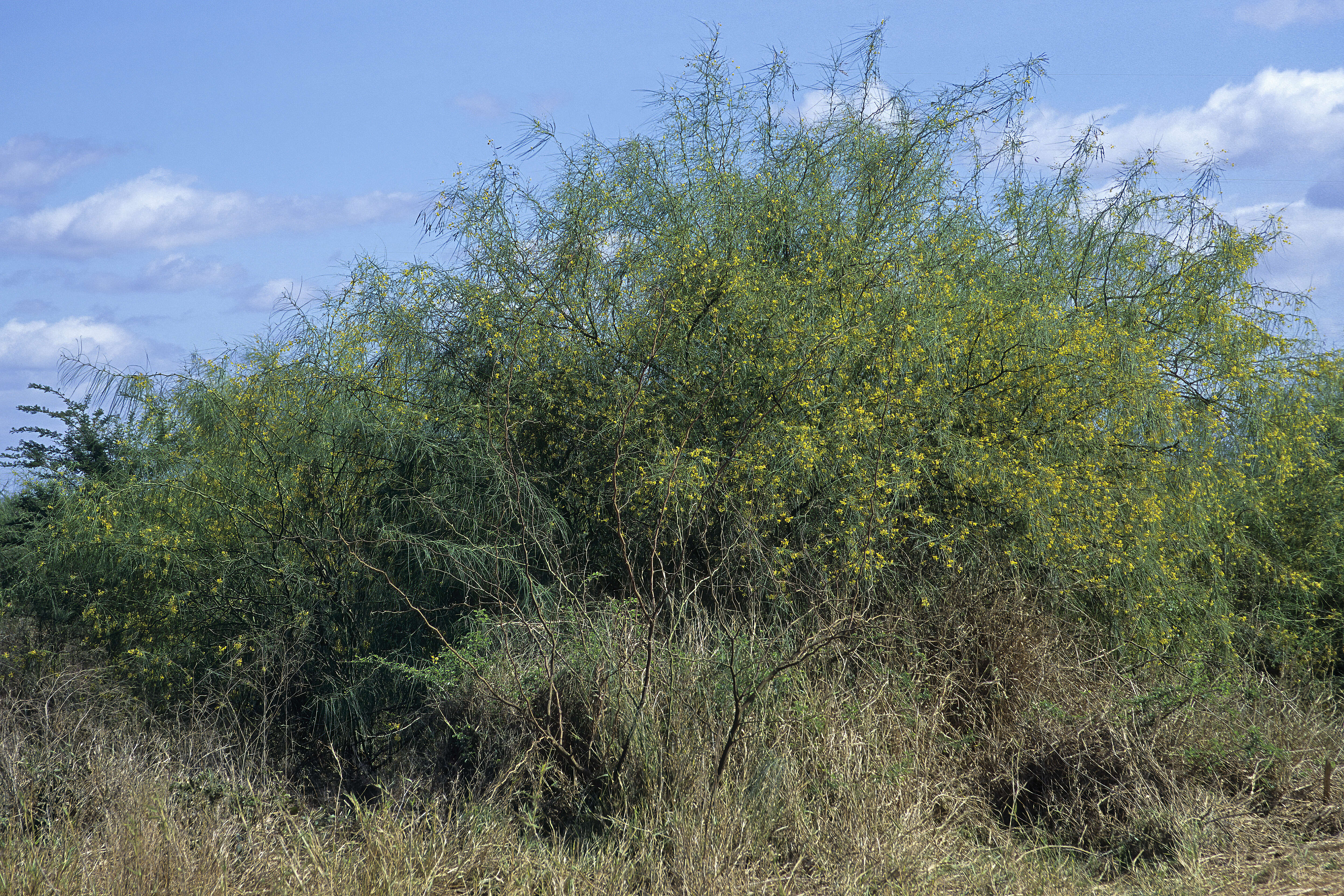 Image of Jerusalem thorn