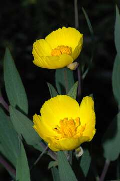 Image of tree poppy