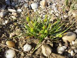 Image of Carex viridula