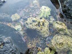 Image of sea urchins