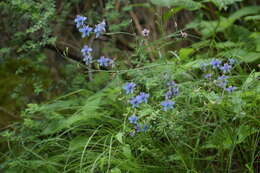 Plancia ëd Delphinium denudatum Wall.