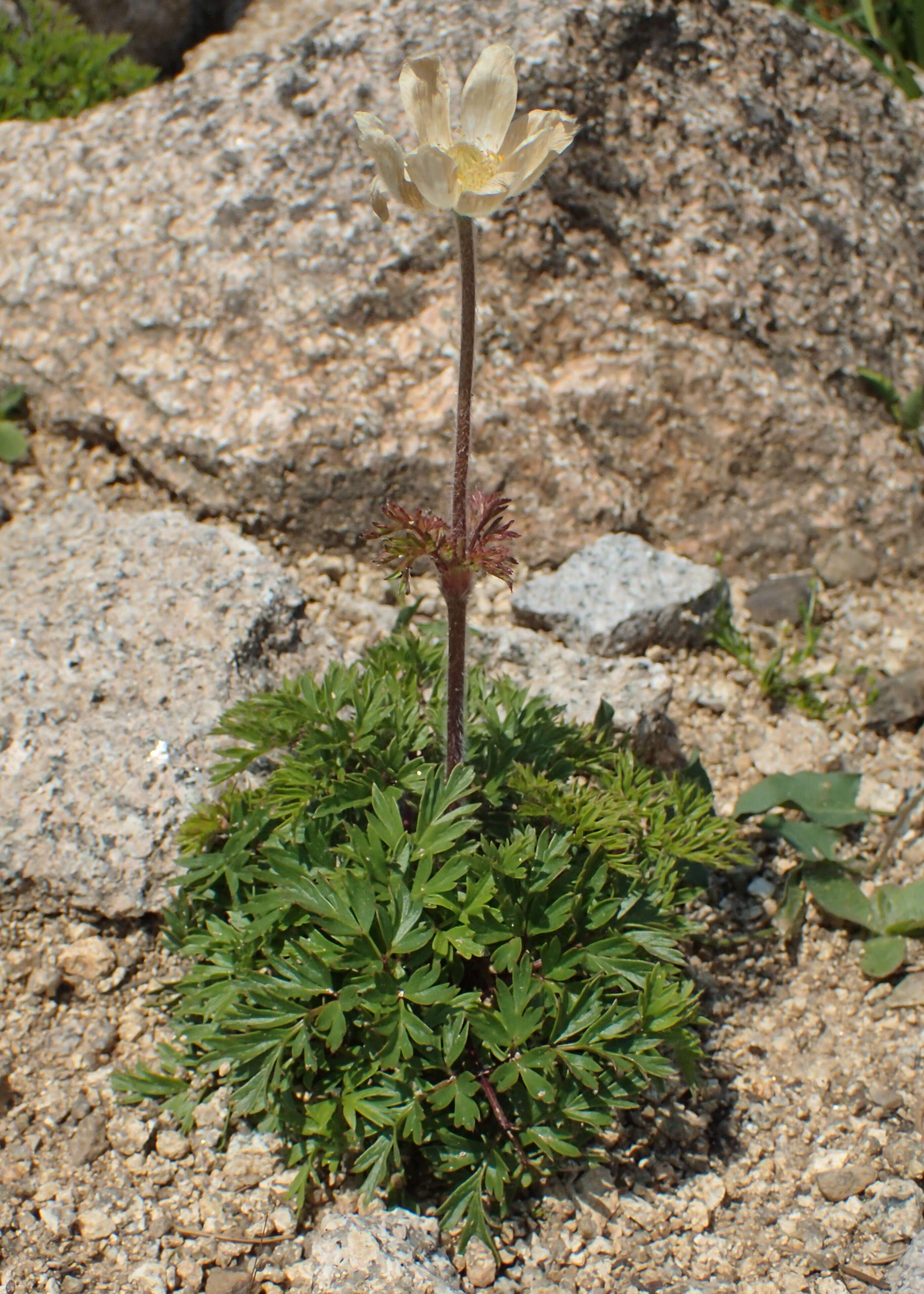 Image of alpine anemone