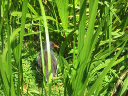 Image of Common Moorhen