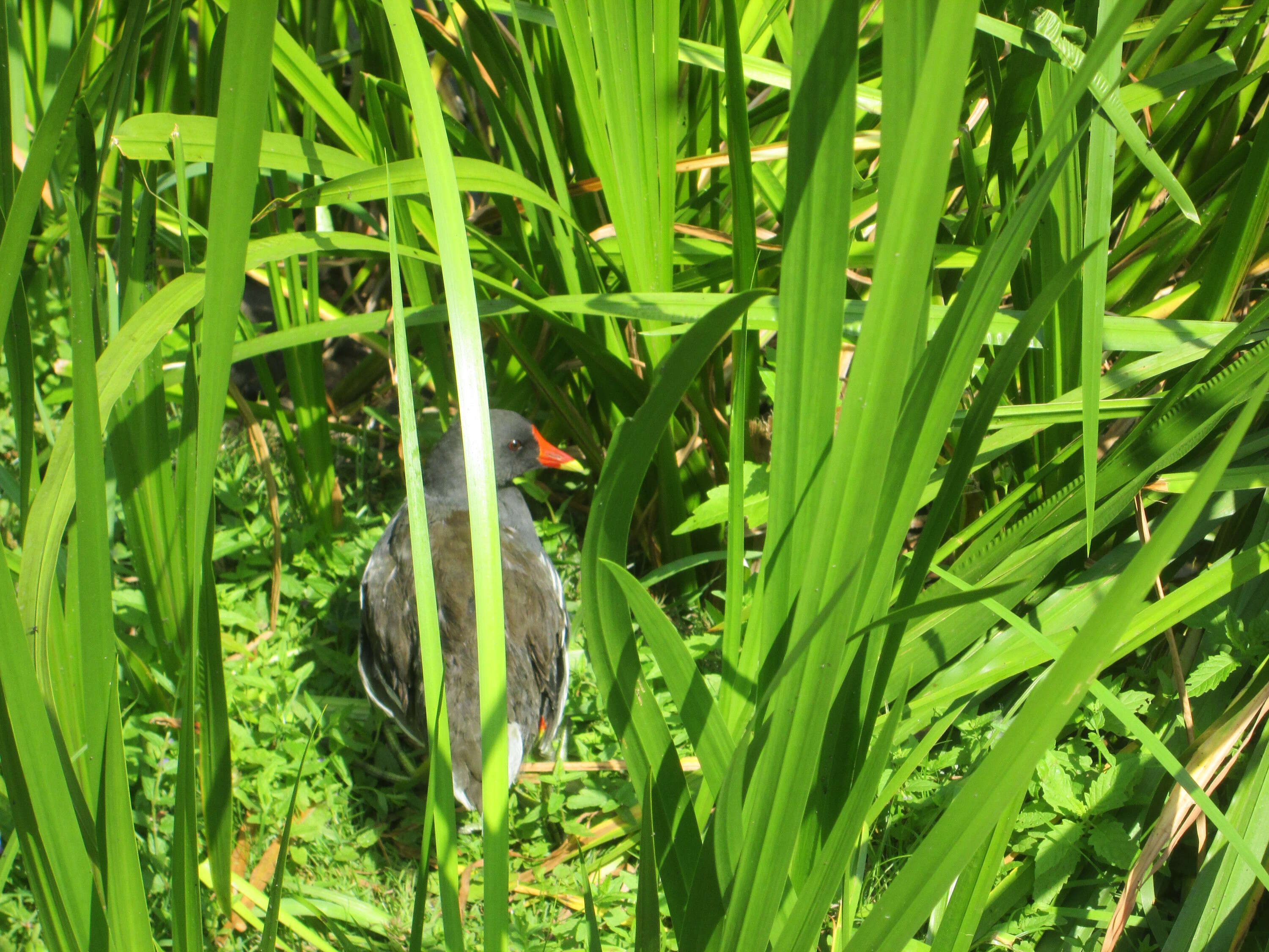 Image of Common Moorhen