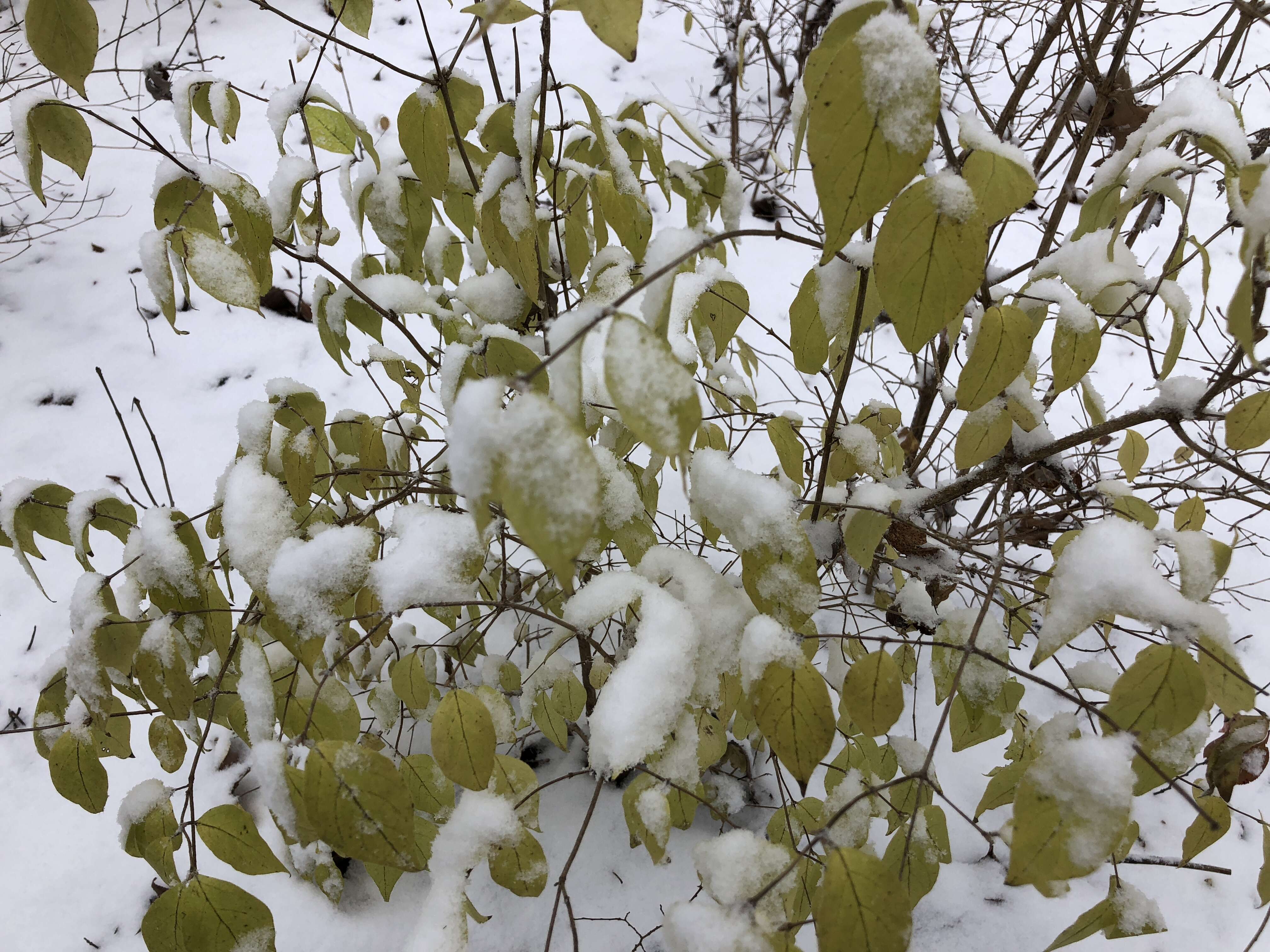 Image of Amur honeysuckle