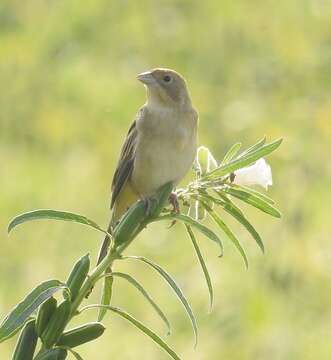 Imagem de Emberiza bruniceps Brandt & JF 1841