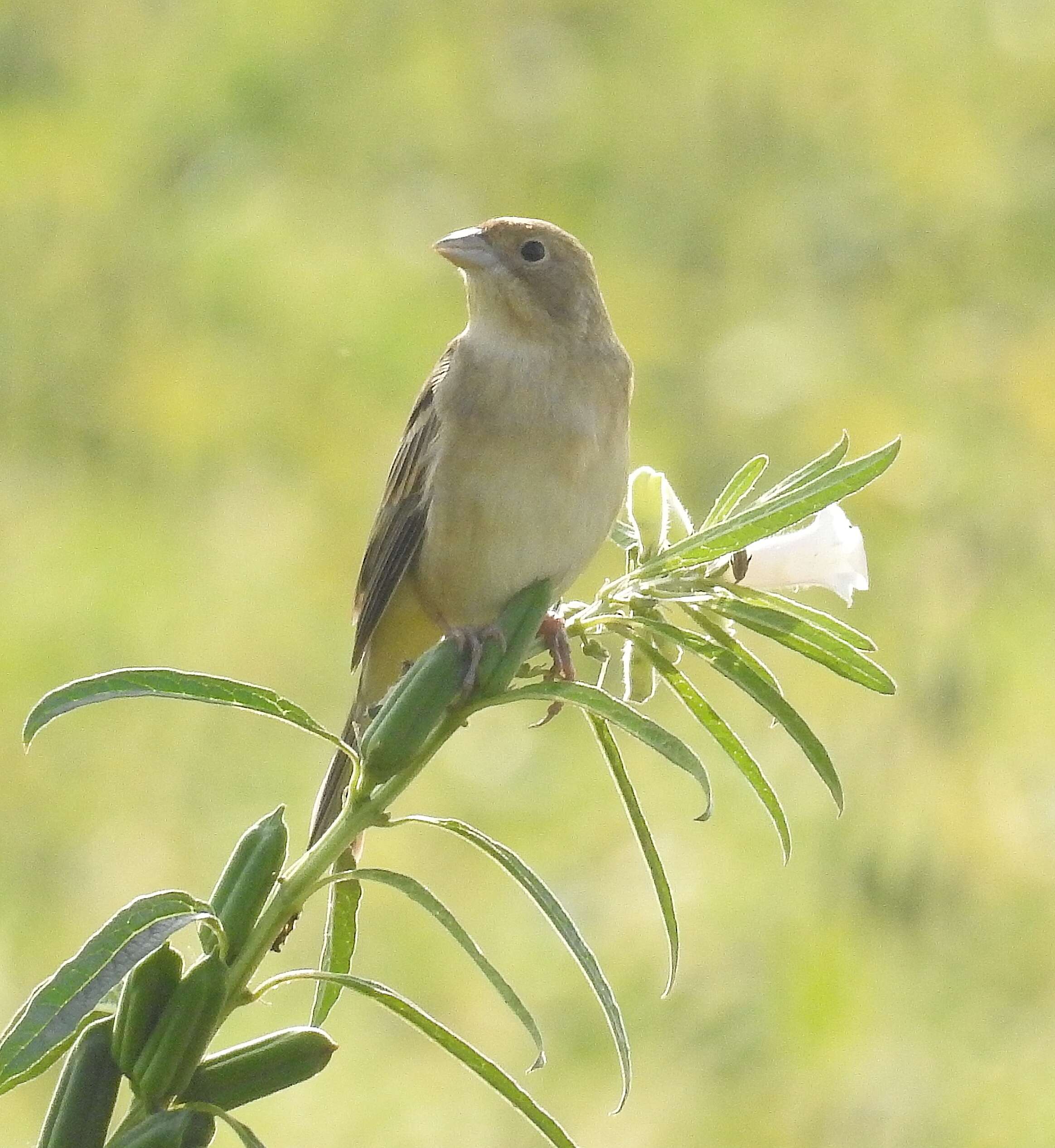 Image of Brown-headed Bunting