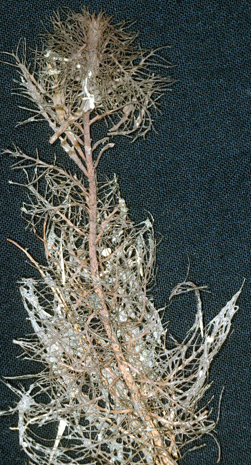 Image of twoleaf watermilfoil