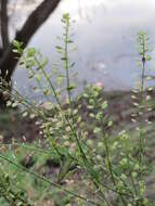 Image of Virginia pepperweed