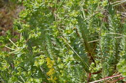 Image of sea spurge