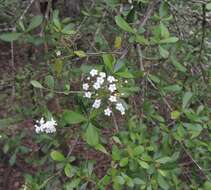 Image de Viburnum obovatum Walt.