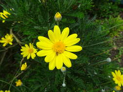 Imagem de Euryops chrysanthemoides (DC.) B. Nordenst.