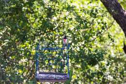 Image of Rose-breasted Grosbeak