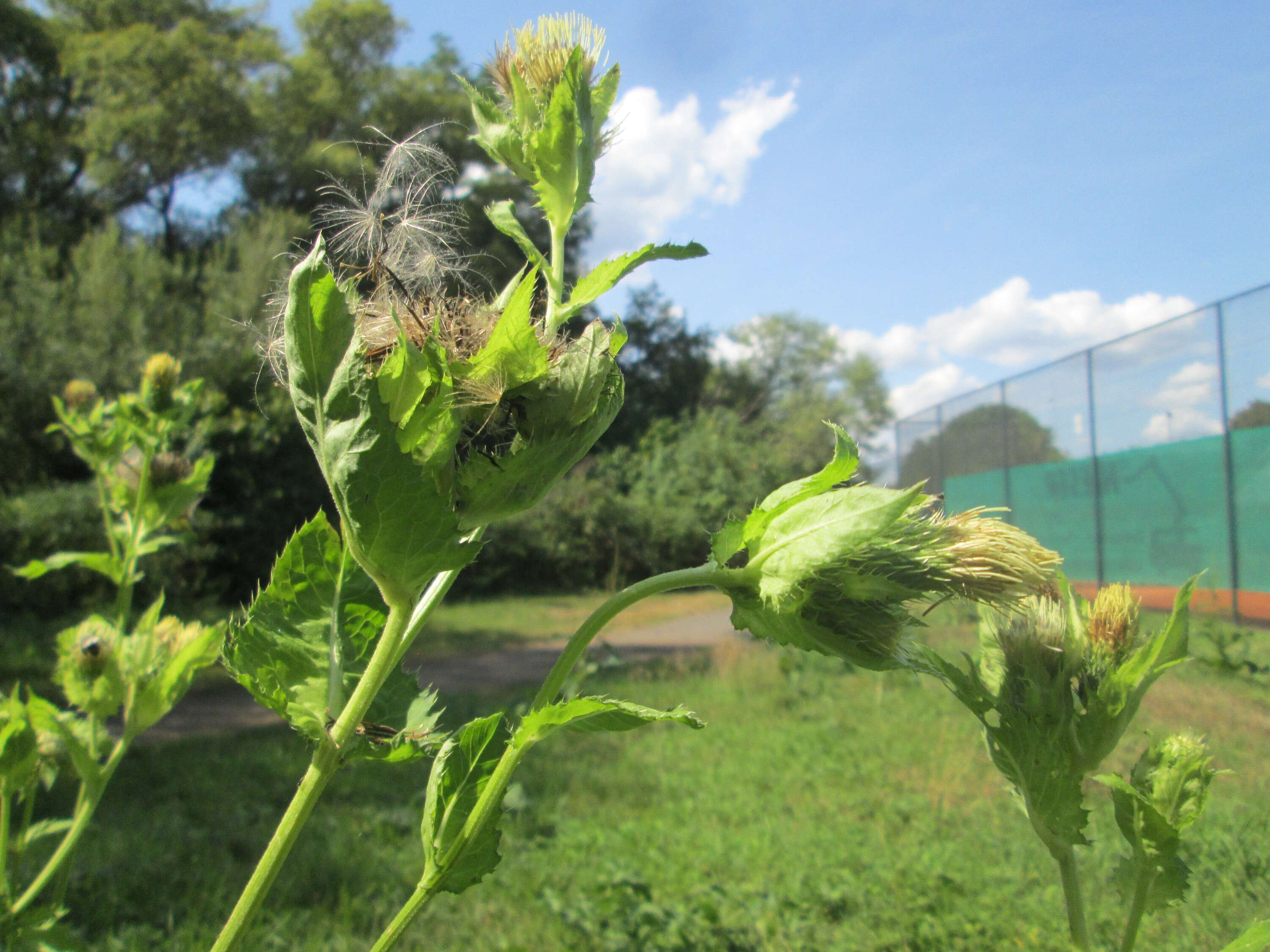 Image of Cabbage Thistle