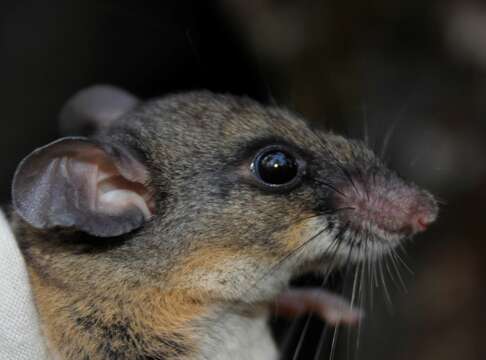 Image of Deer Mice