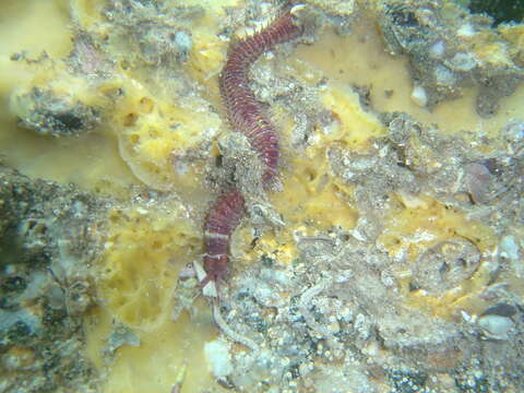 Image of Aphrodite worm