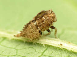 Image of treehoppers