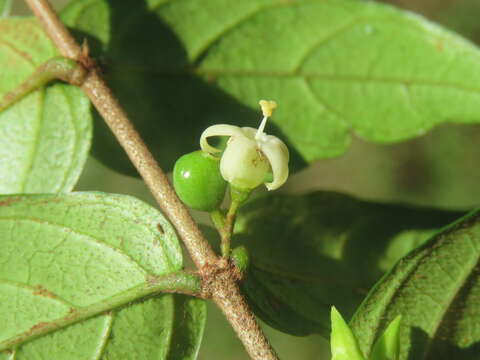 Image of Canthium angustifolium Roxb.