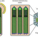 Imagem de Baculoviridae
