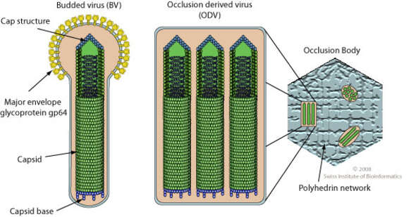 Image of Baculovirus