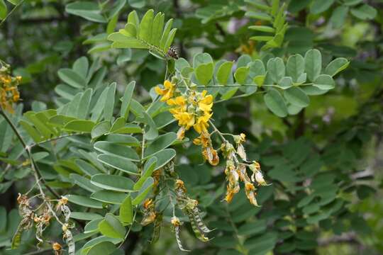 Imagem de Calpurnia aurea (Aiton) Benth.