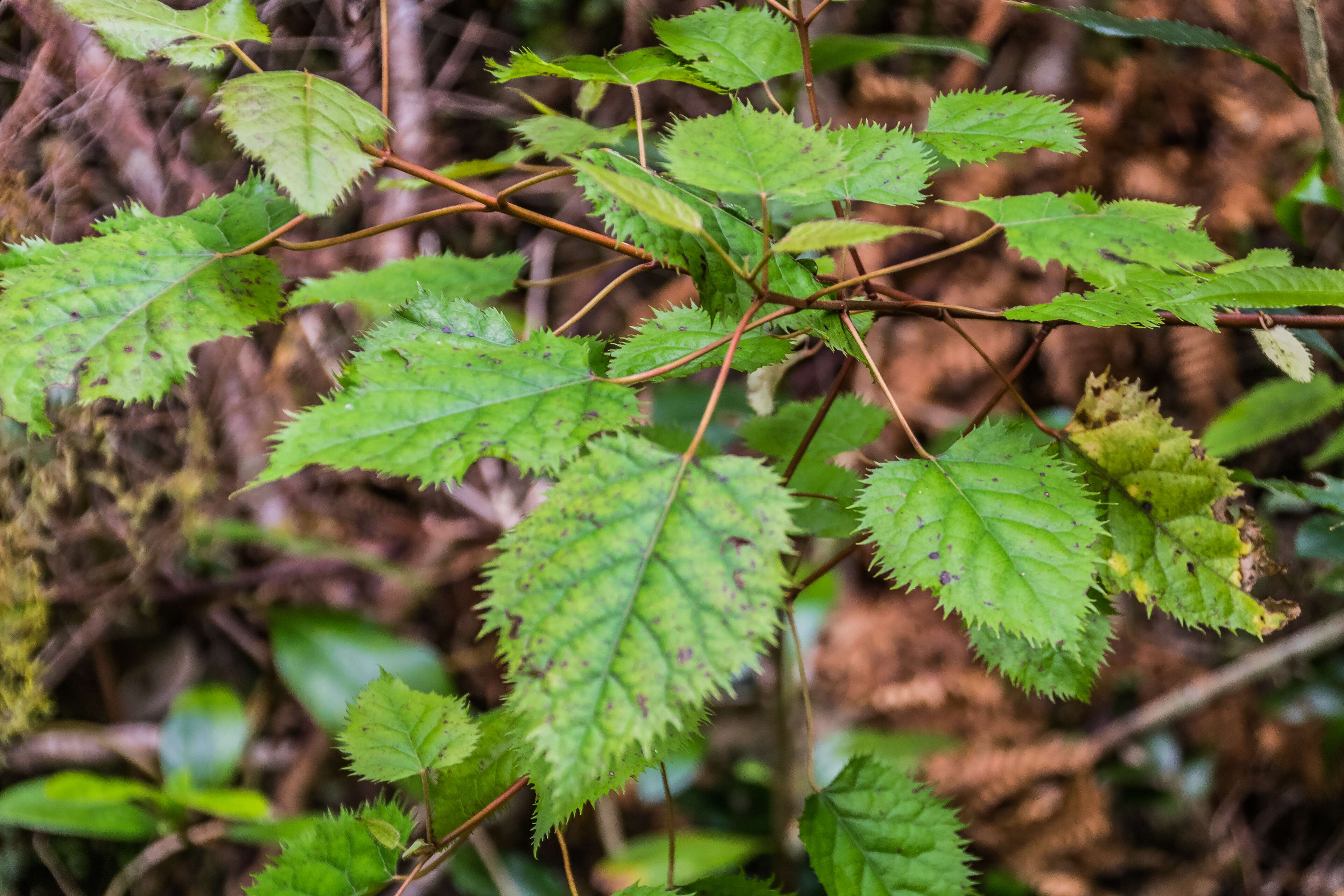 Image of wineberry