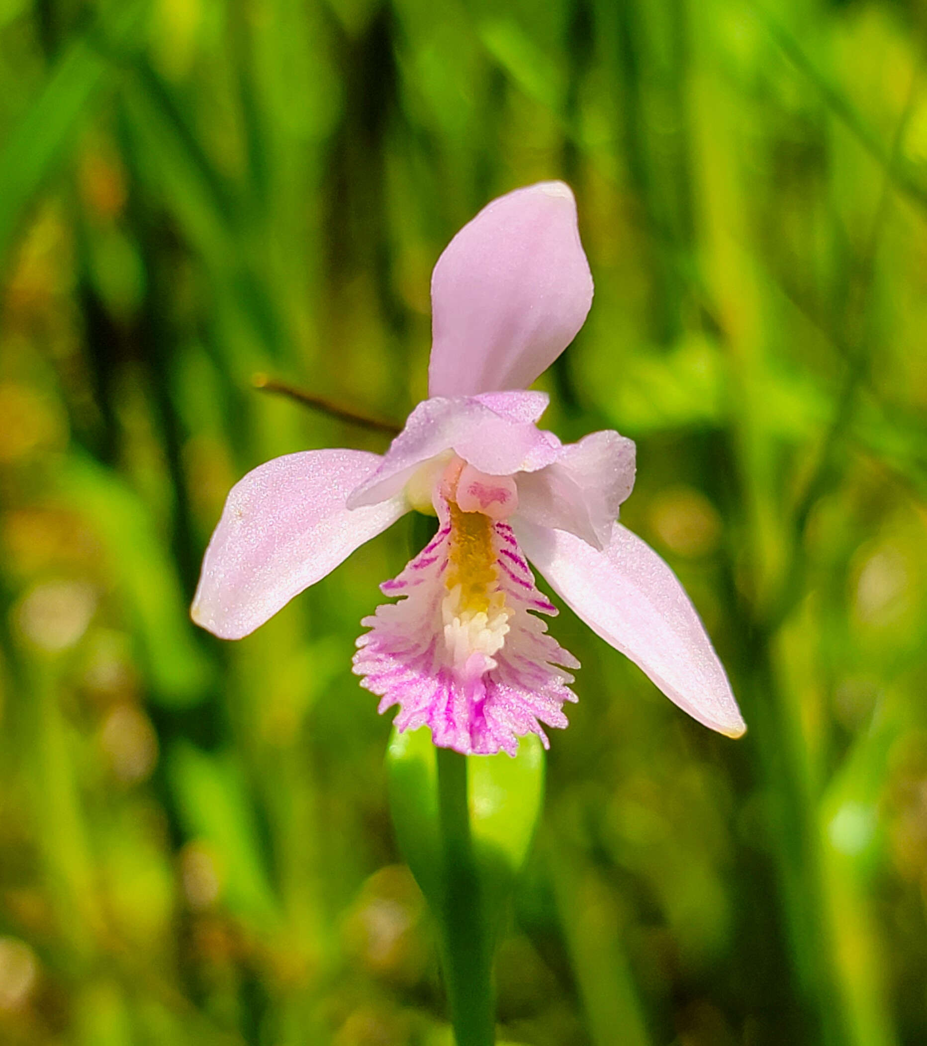 Image of snakemouth orchid