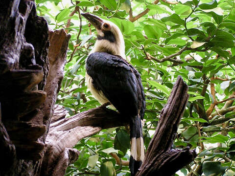 Image of Luzon Hornbill