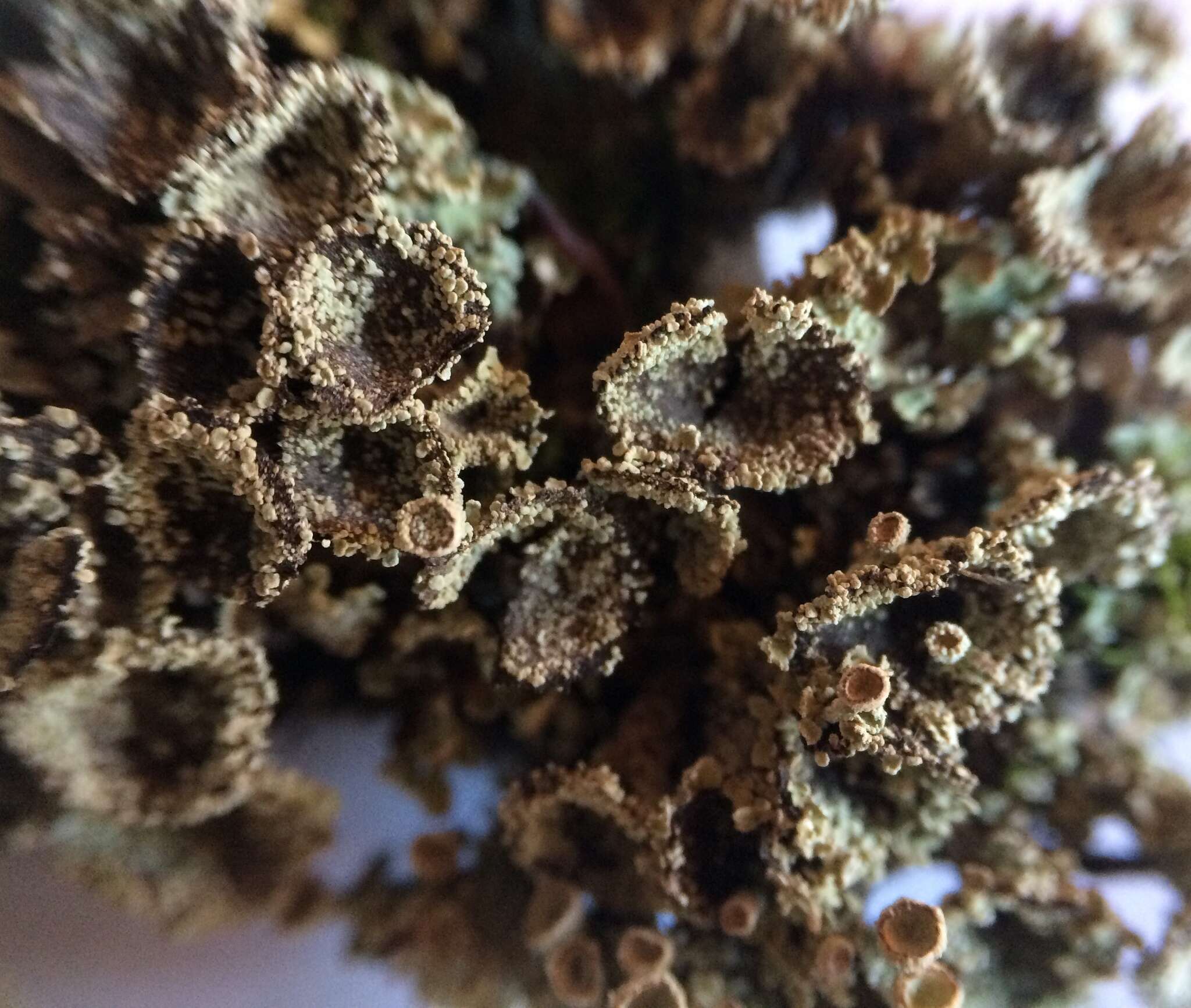 Image of cup lichen