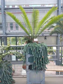 Image of Jozini Cycad