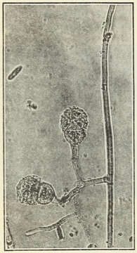 Image of Mycogone