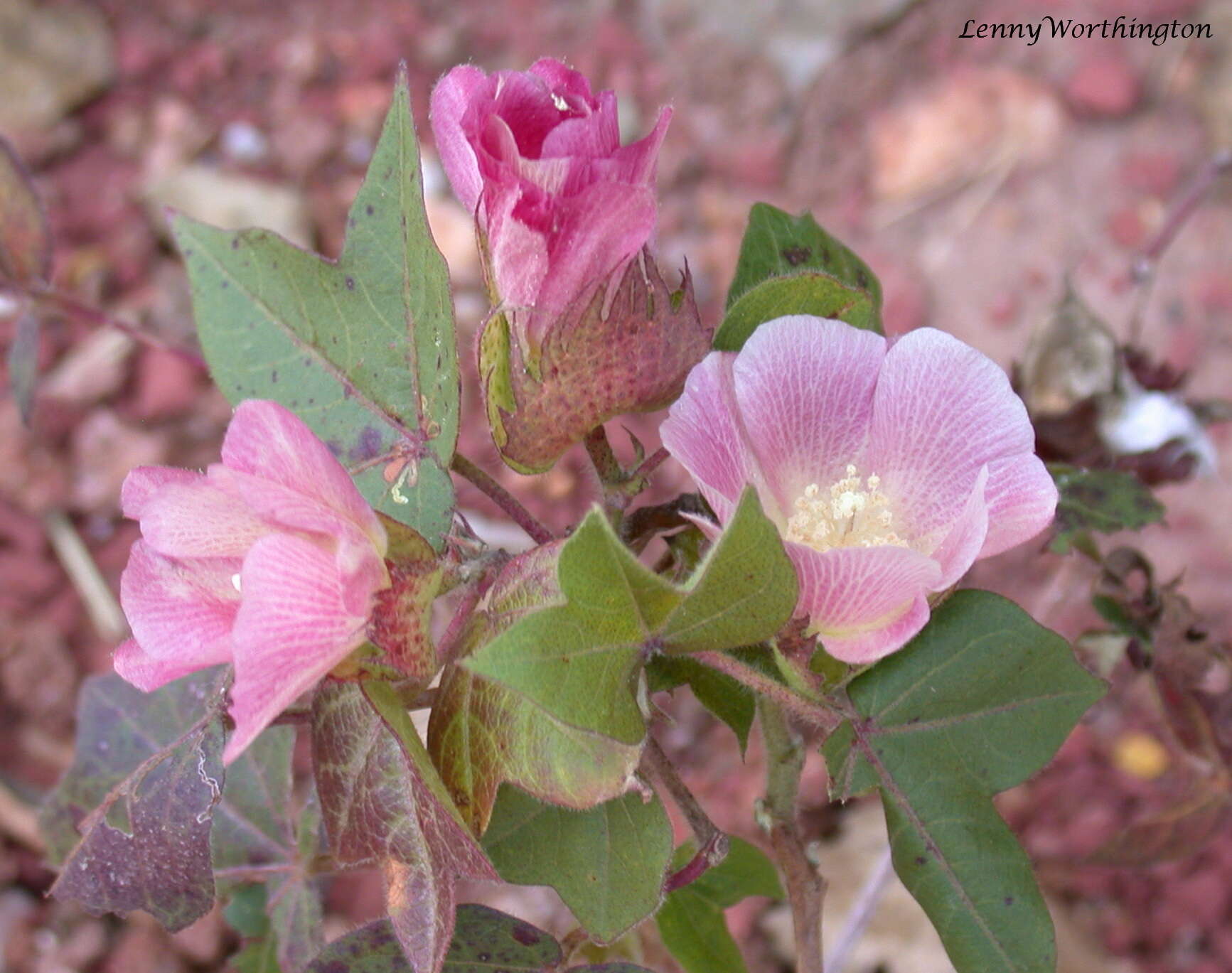 Imagem de Gossypium arboreum L.