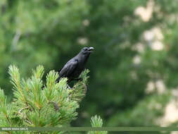 Image of Large-billed Crow