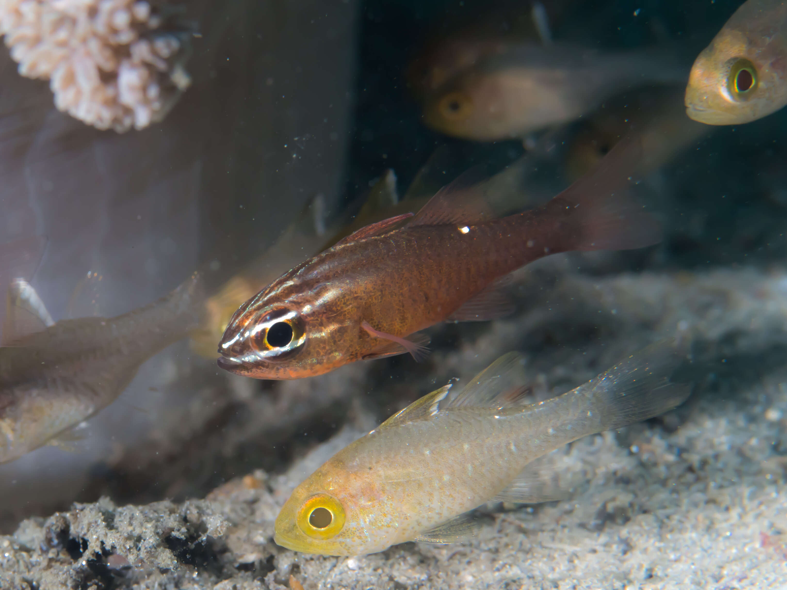 Image of Moluccan cardinalfish