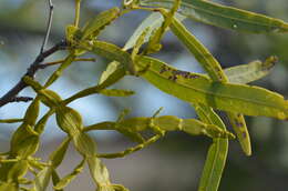 Image de Korthalsella rubra (Tieghem) Endl.