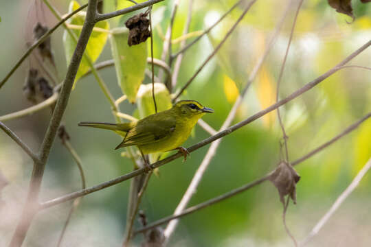 Image of Cuzco Warbler