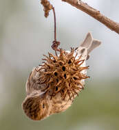 Image of Pine Siskin