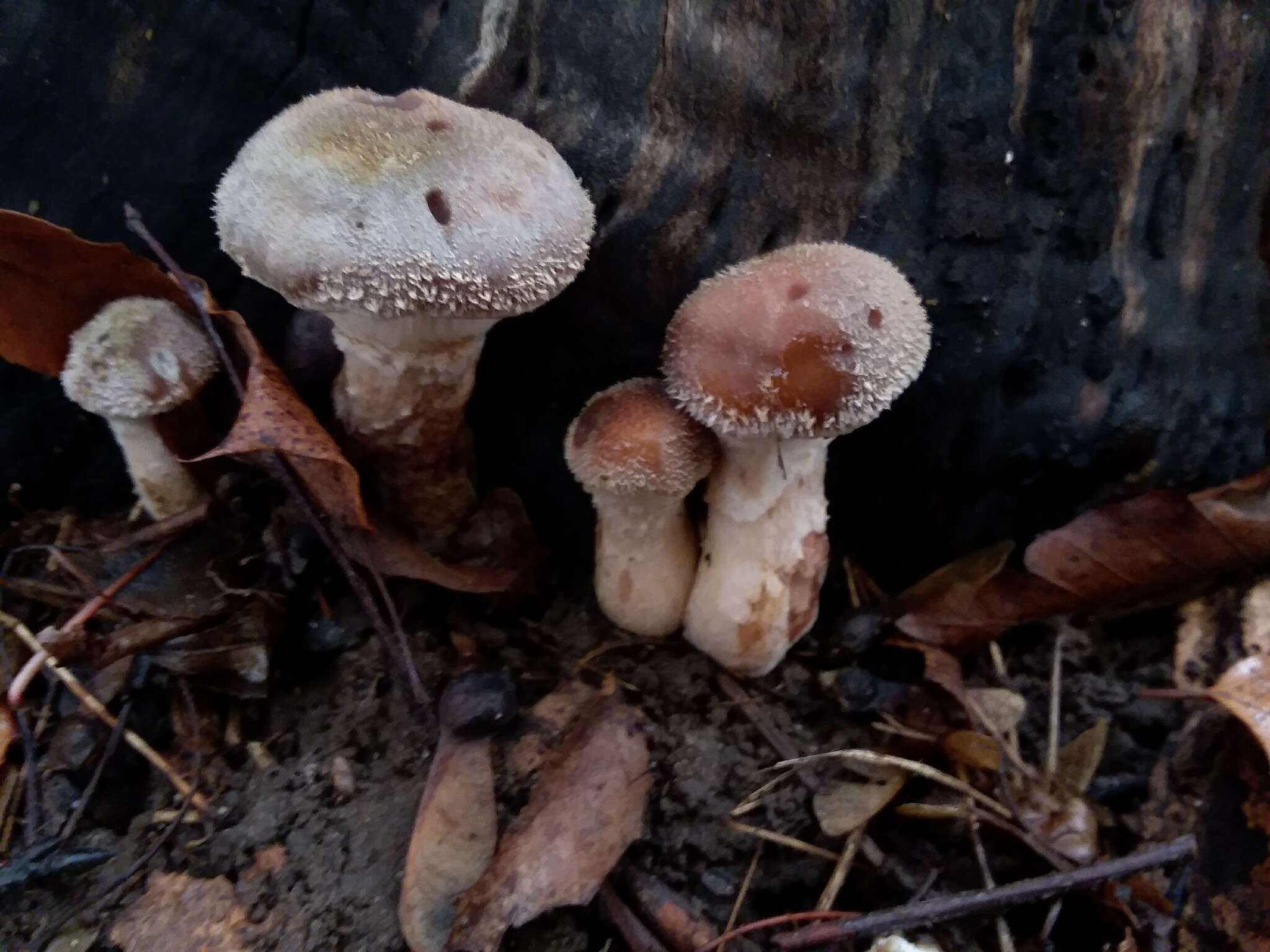 Image of Honey Fungus