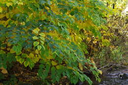 Image of Japanese Knotweed