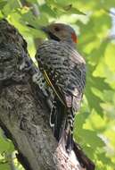 Image of Northern Flicker